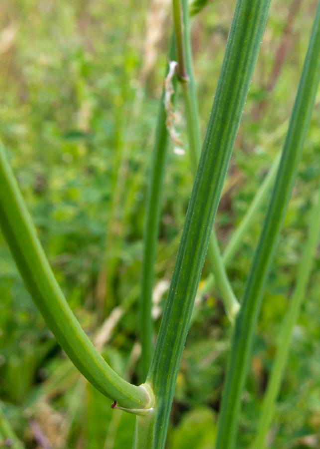 Hypochaeris radicata / Costolina giuncolina